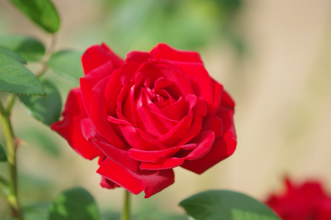 群馬県前橋市の敷島公園のバラ園