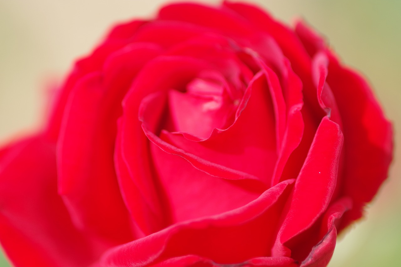 群馬県前橋市の敷島公園のバラ園