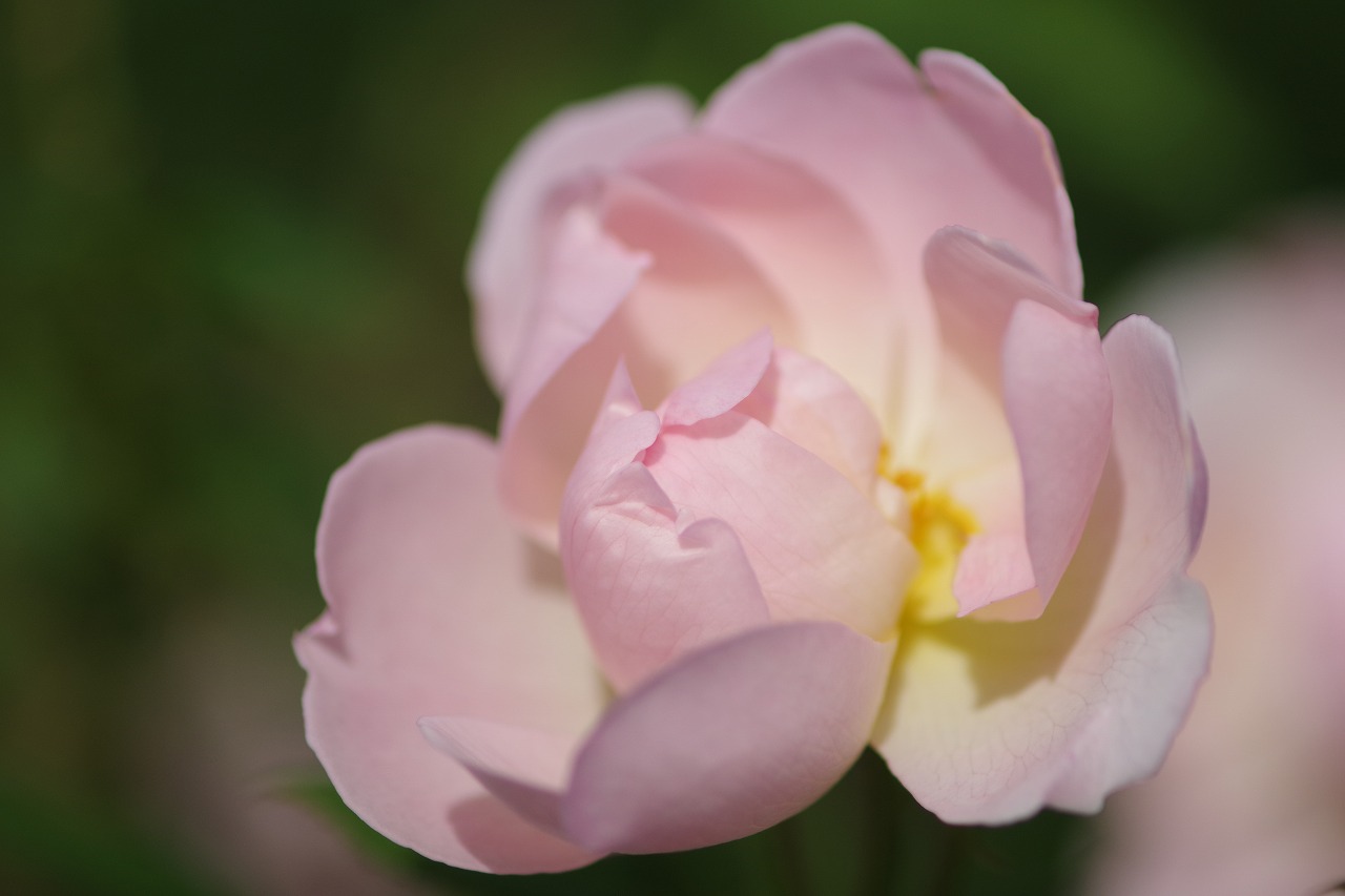 群馬県前橋市の敷島公園のバラ園