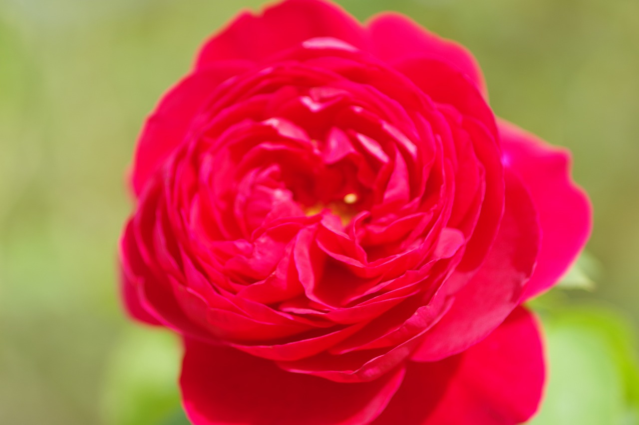 群馬県前橋市の敷島公園のバラ園