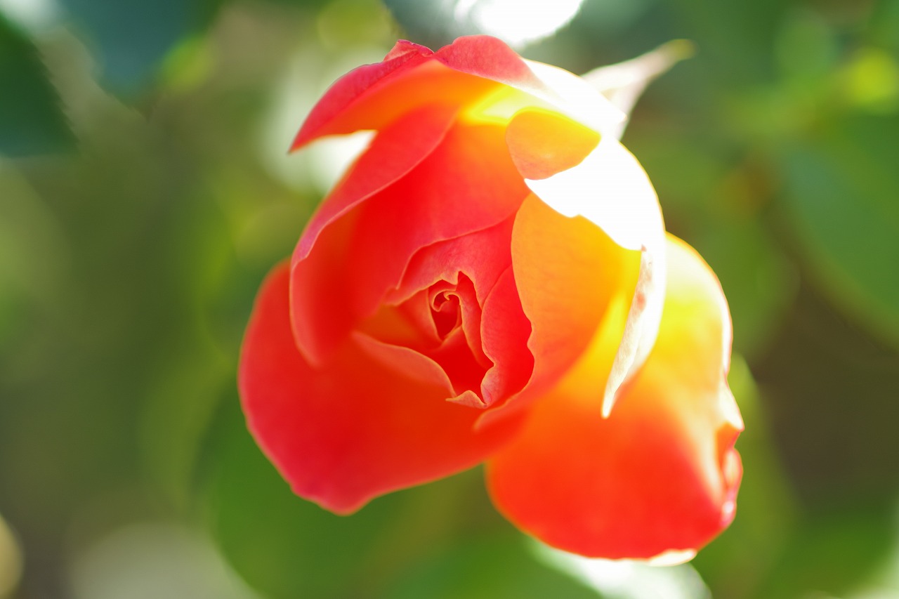 群馬県前橋市の群馬フラワーパークの花々