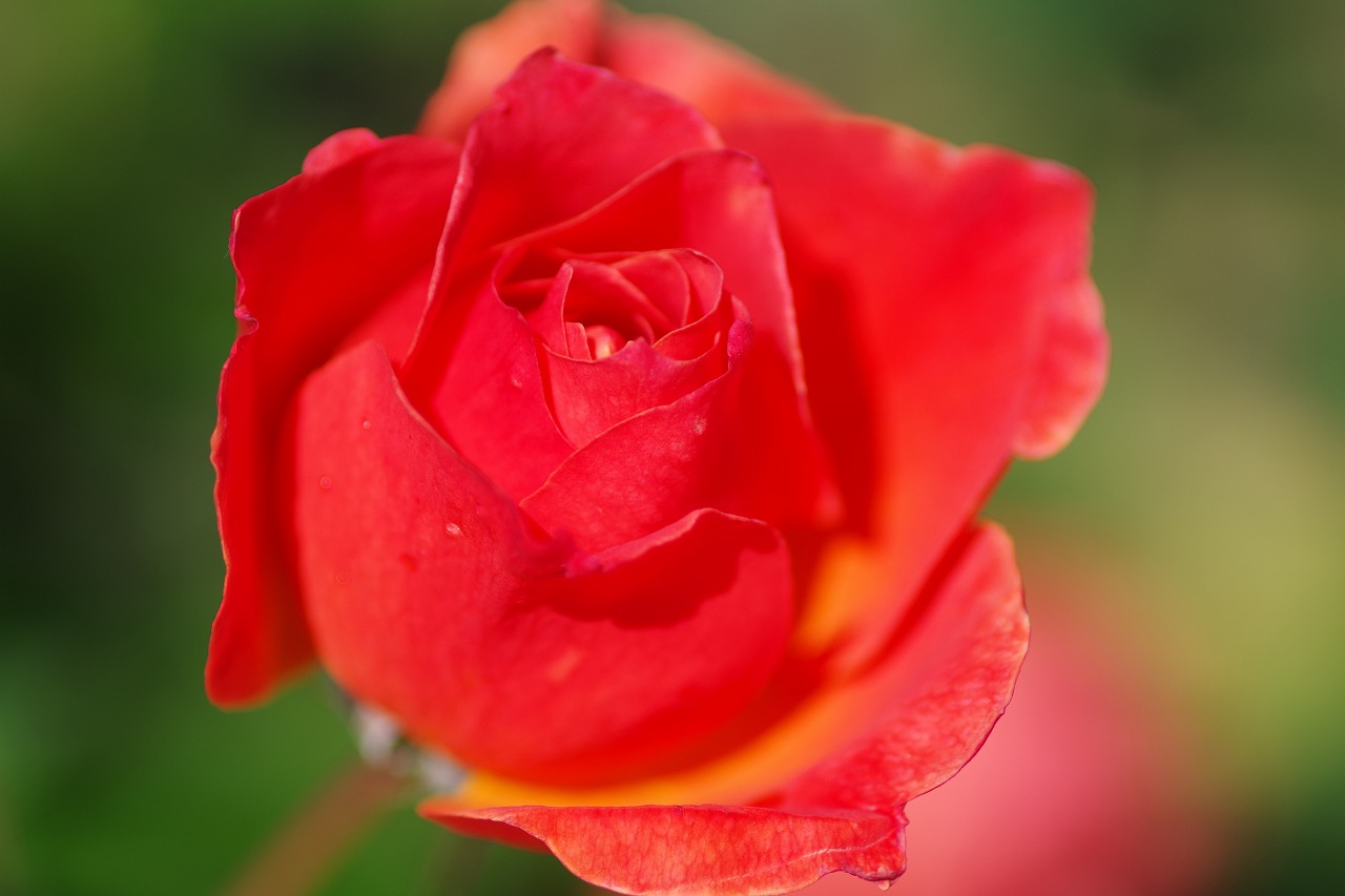 群馬県前橋市の群馬フラワーパークの花々
