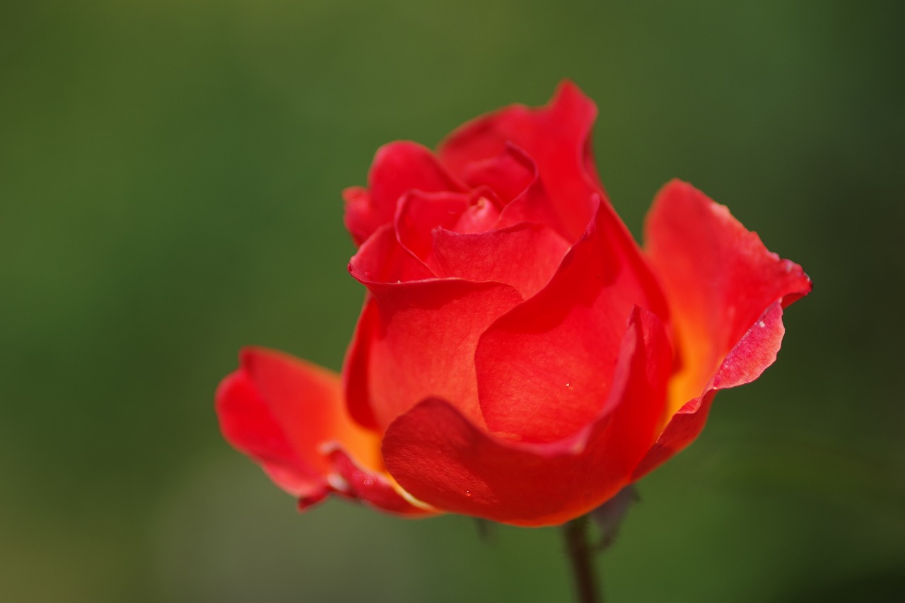 群馬県前橋市の群馬フラワーパークの花々