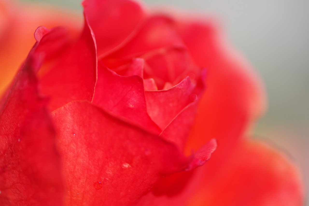 群馬県前橋市の群馬フラワーパークの花々