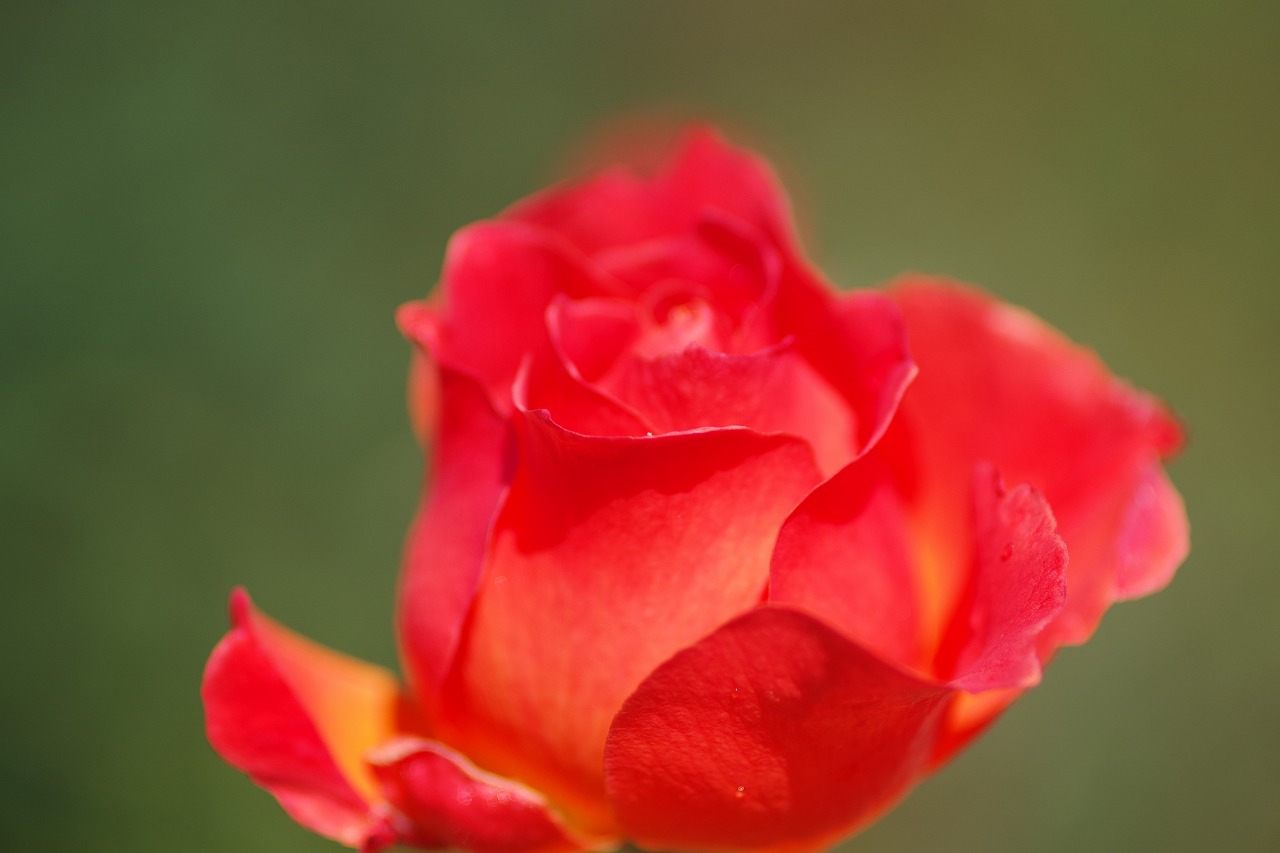 群馬県前橋市の群馬フラワーパークの花々