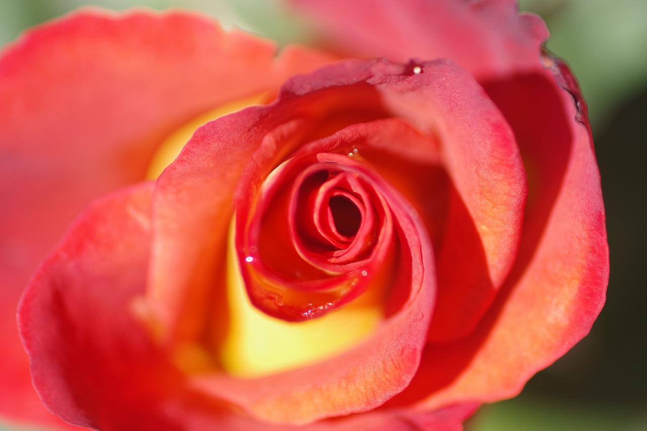 群馬県前橋市の群馬フラワーパークの花々