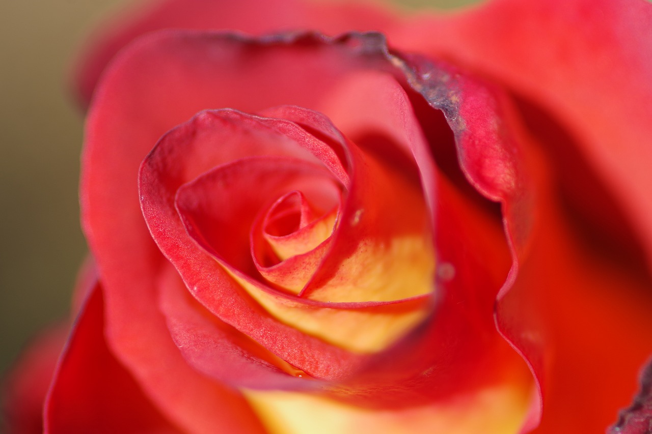 群馬県前橋市の群馬フラワーパークの花々
