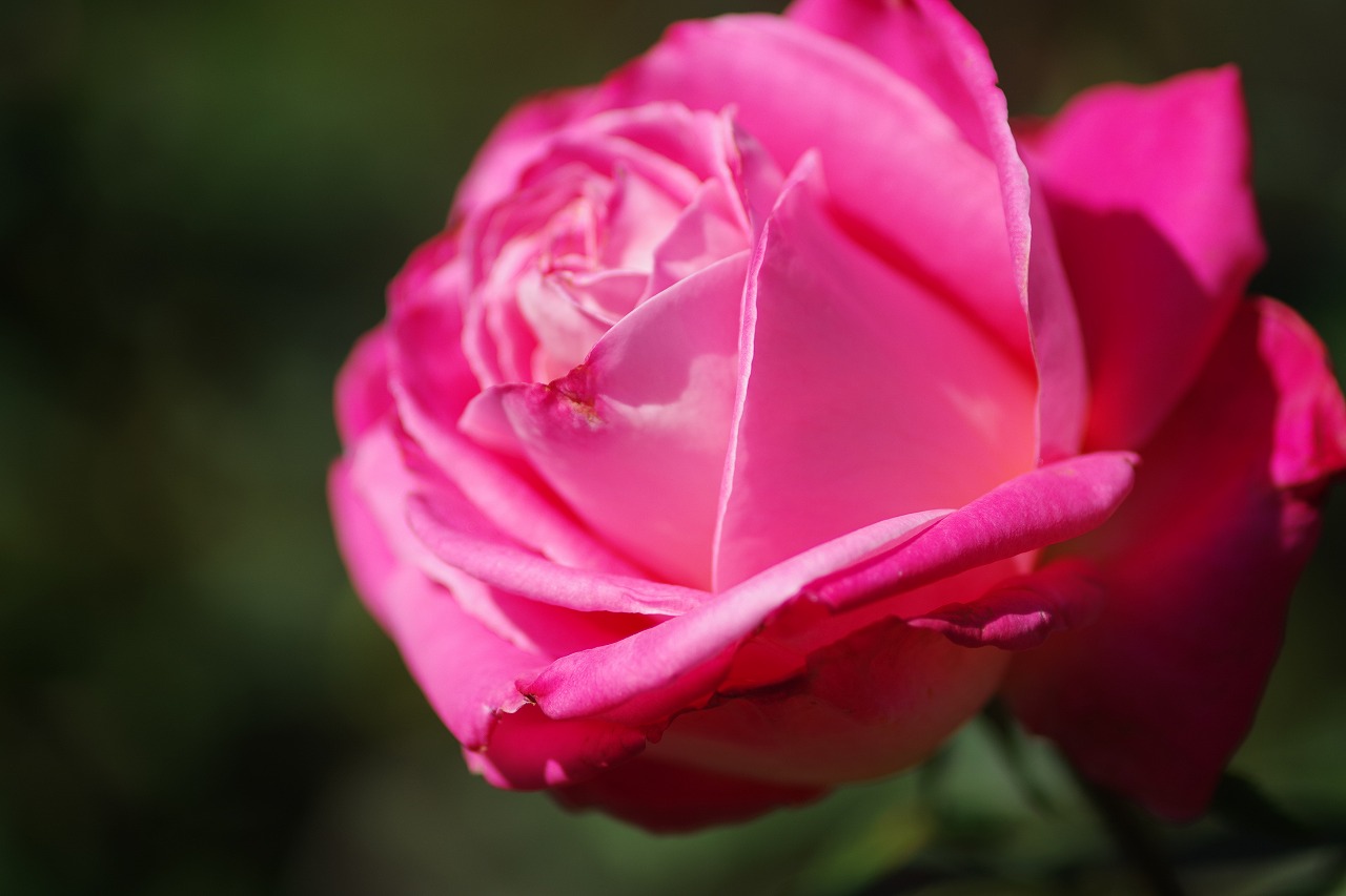 群馬県前橋市の群馬フラワーパークの花々
