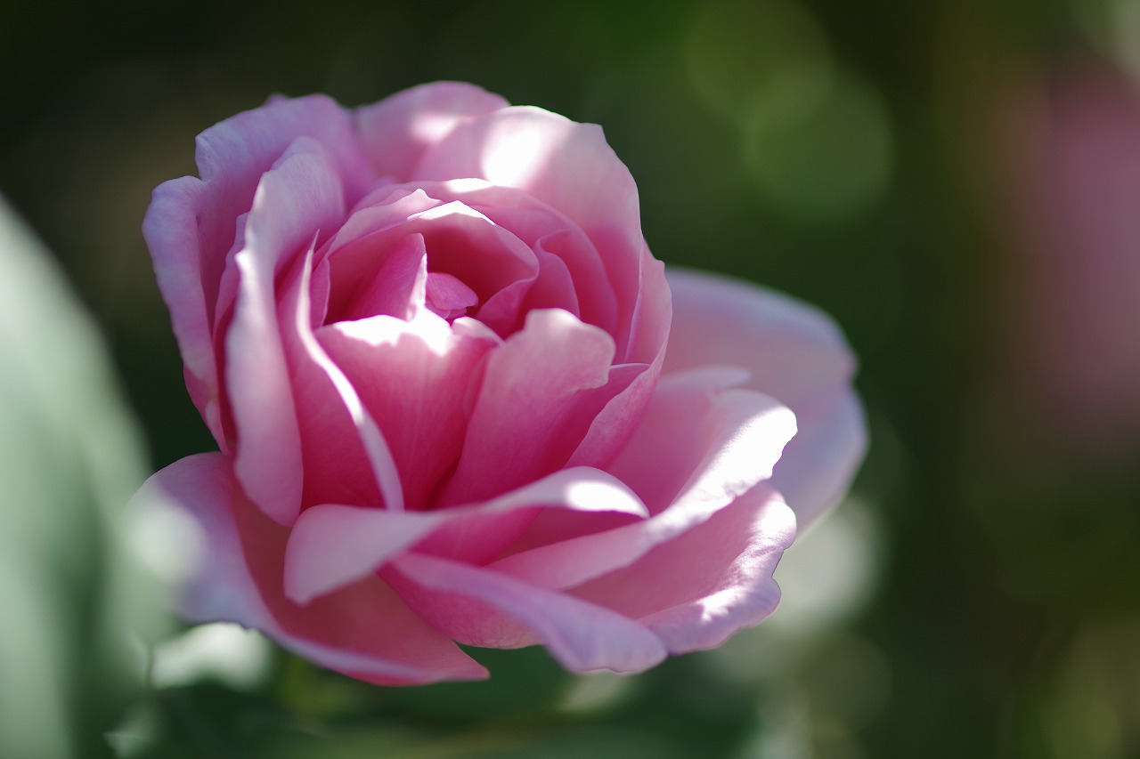 群馬県前橋市の群馬フラワーパークの花々