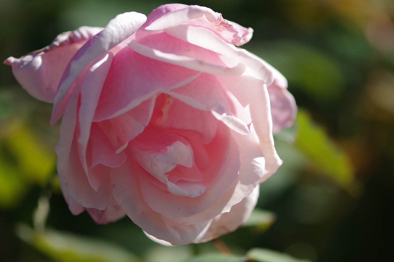 群馬県前橋市の群馬フラワーパークの花々