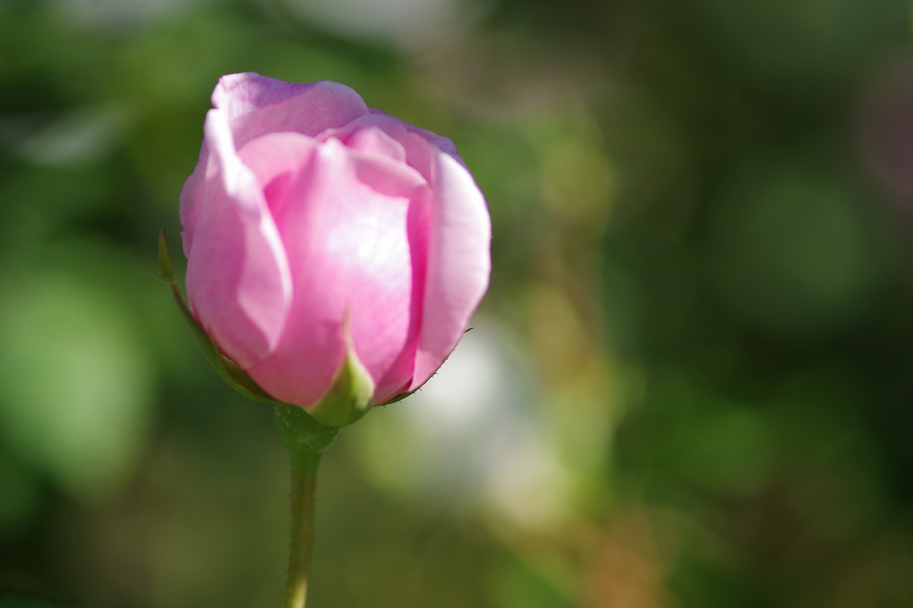 群馬県前橋市の群馬フラワーパークの花々