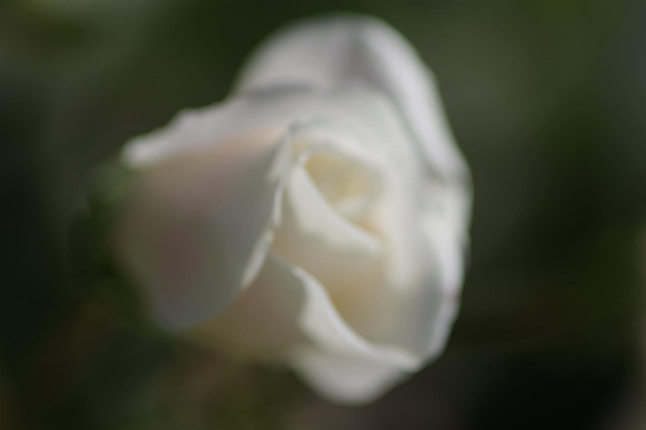 群馬県前橋市の群馬フラワーパークの花々