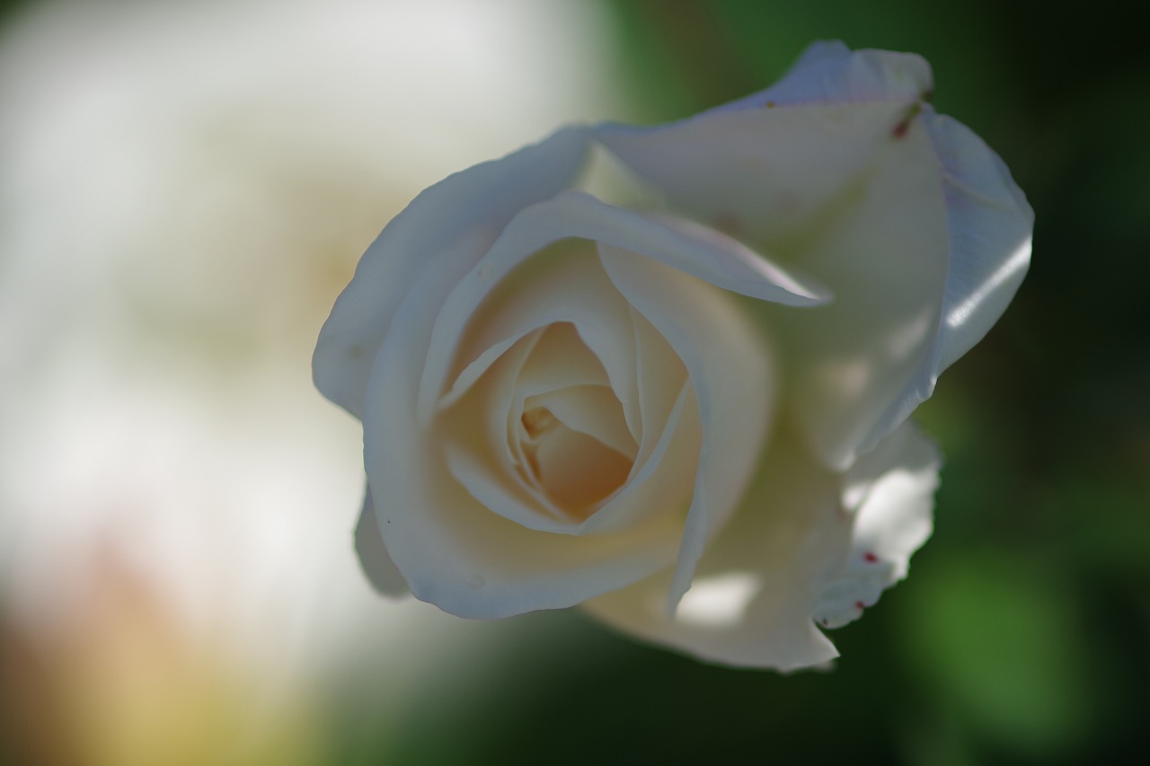 群馬県前橋市の群馬フラワーパークの花々