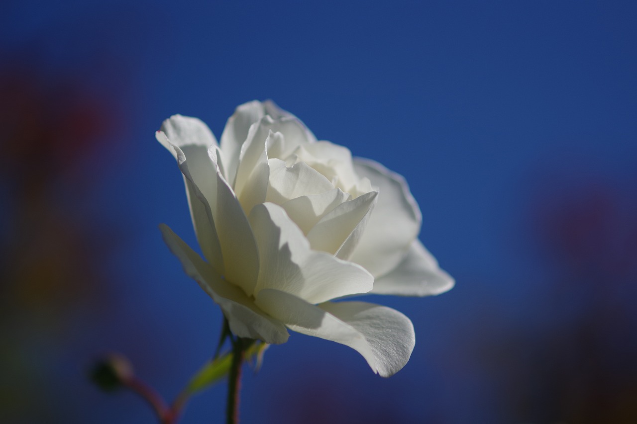 群馬県前橋市の群馬フラワーパークの花々