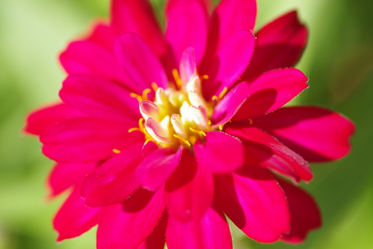 群馬県前橋市の群馬フラワーパークの花々