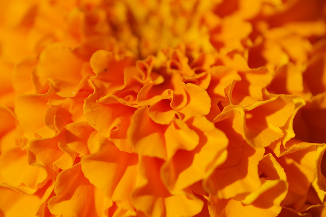 群馬県前橋市の群馬フラワーパークの花々