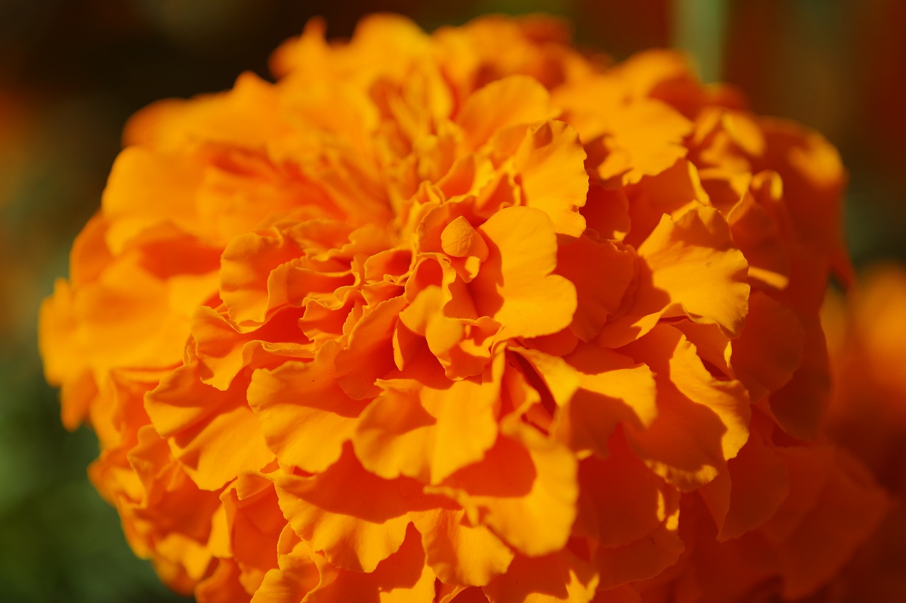 群馬県前橋市の群馬フラワーパークの花々