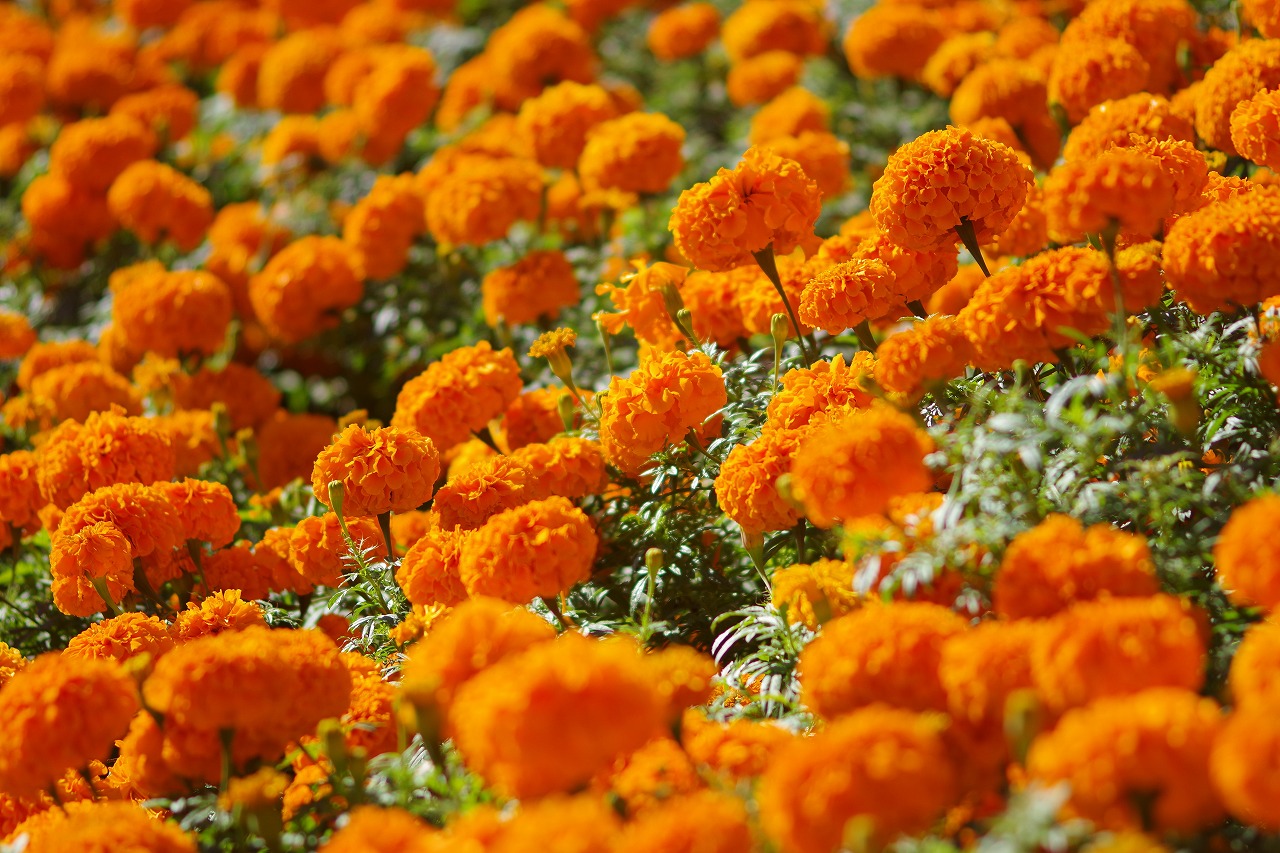 群馬県前橋市の群馬フラワーパークの花々