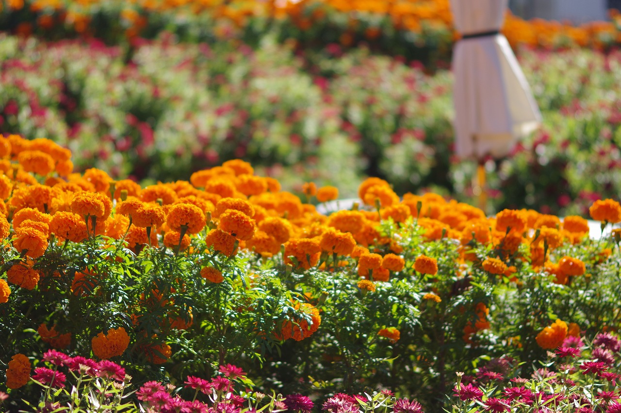 群馬県前橋市の群馬フラワーパークの花々