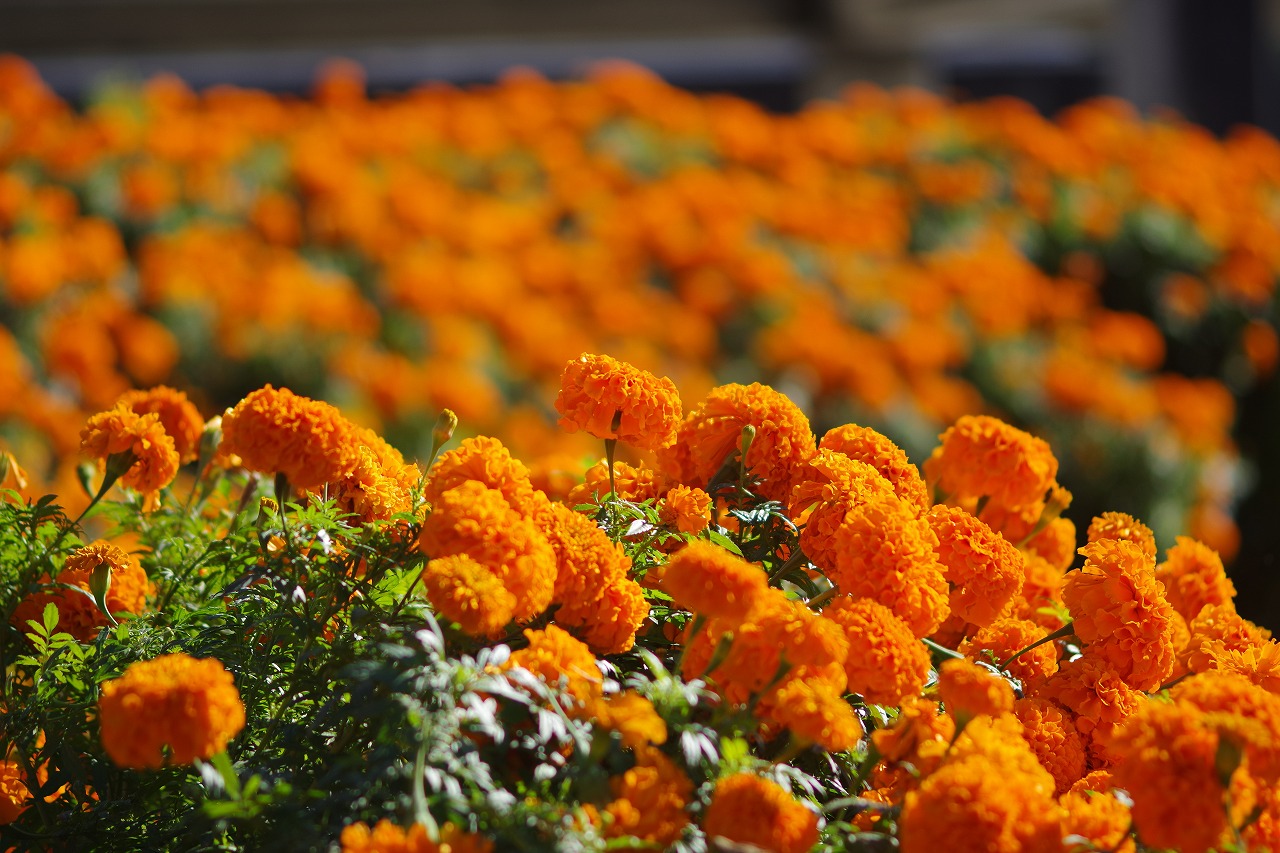 群馬県前橋市の群馬フラワーパークの花々