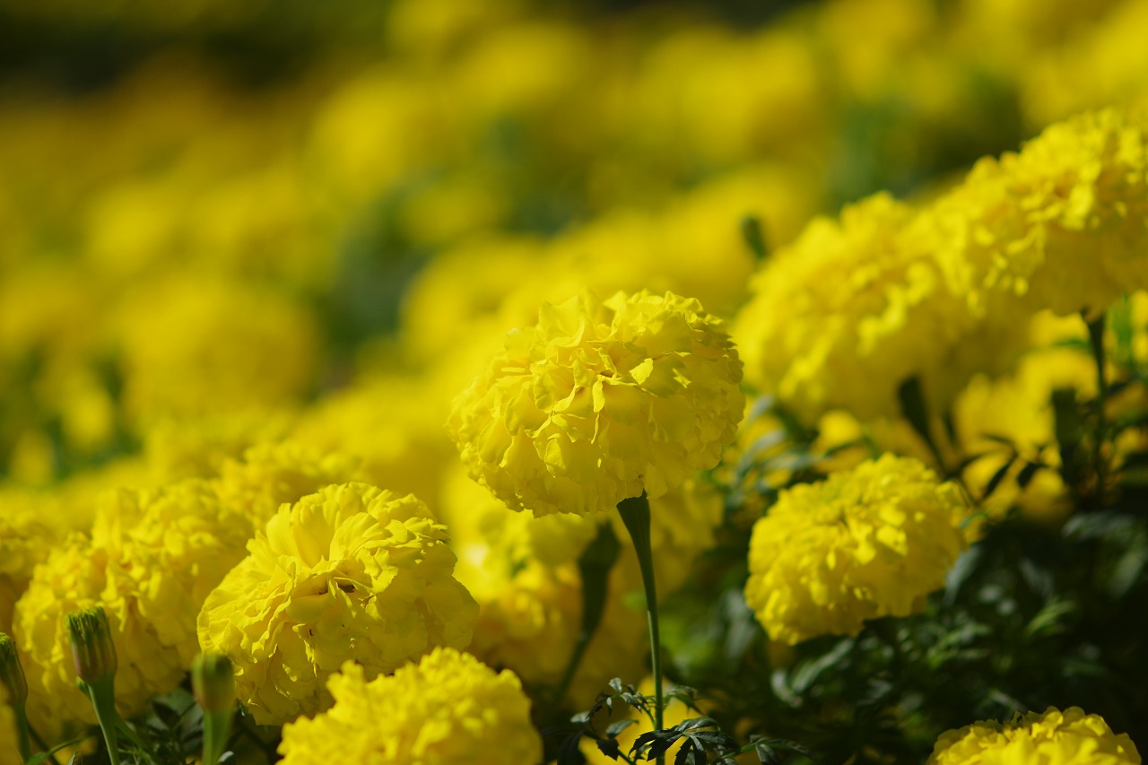 群馬県前橋市の群馬フラワーパークの花々