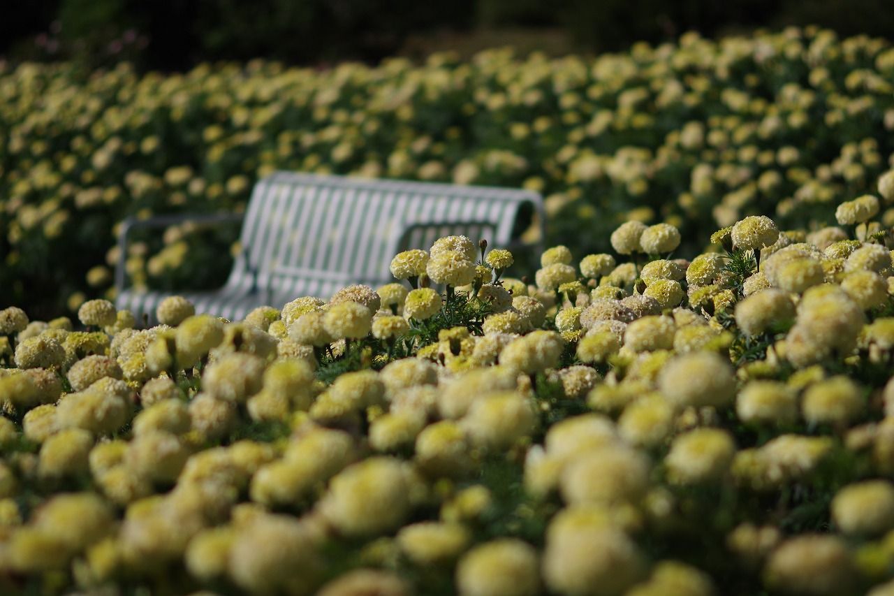 群馬県前橋市の群馬フラワーパークの花々