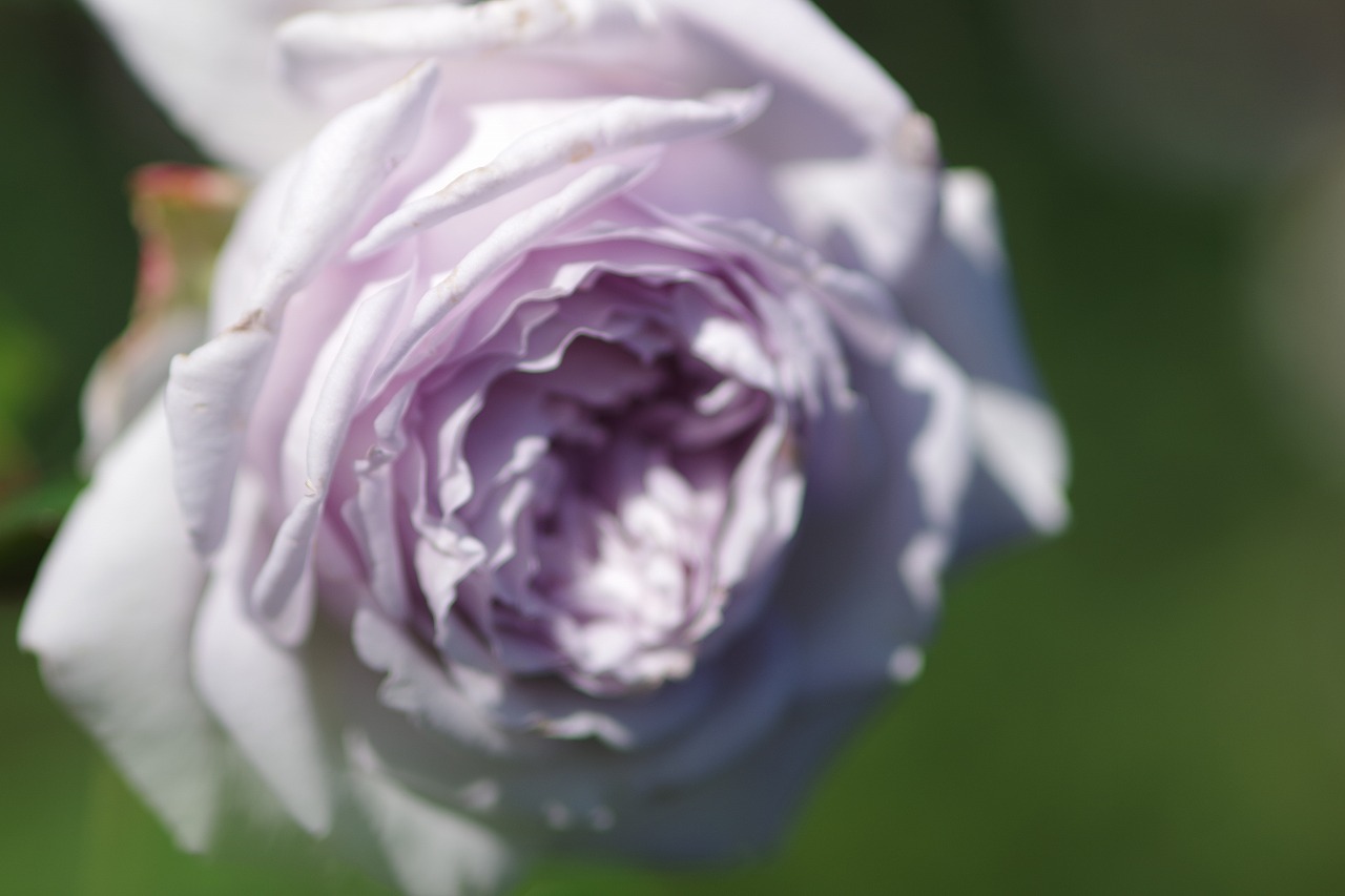 群馬県前橋市の群馬フラワーパークの花々