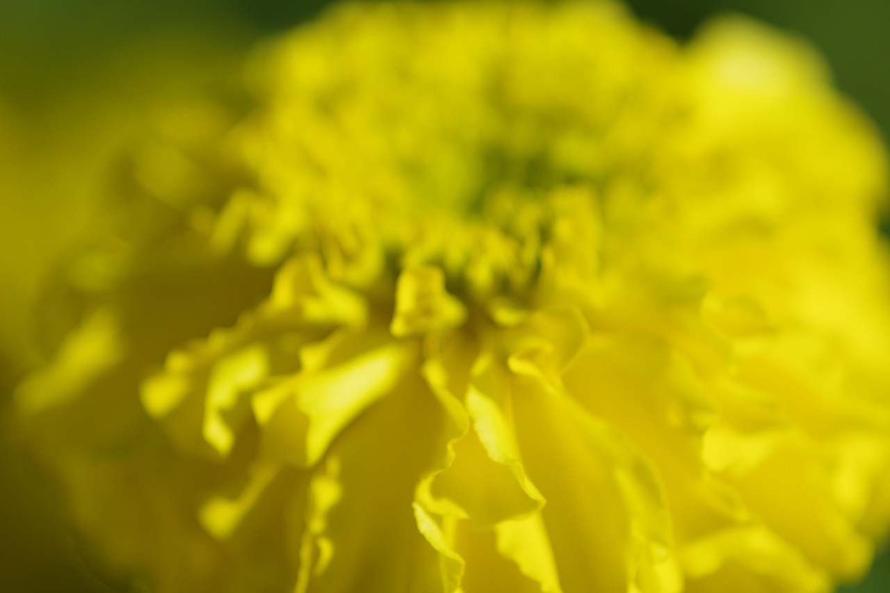 群馬県前橋市の群馬フラワーパークの花々