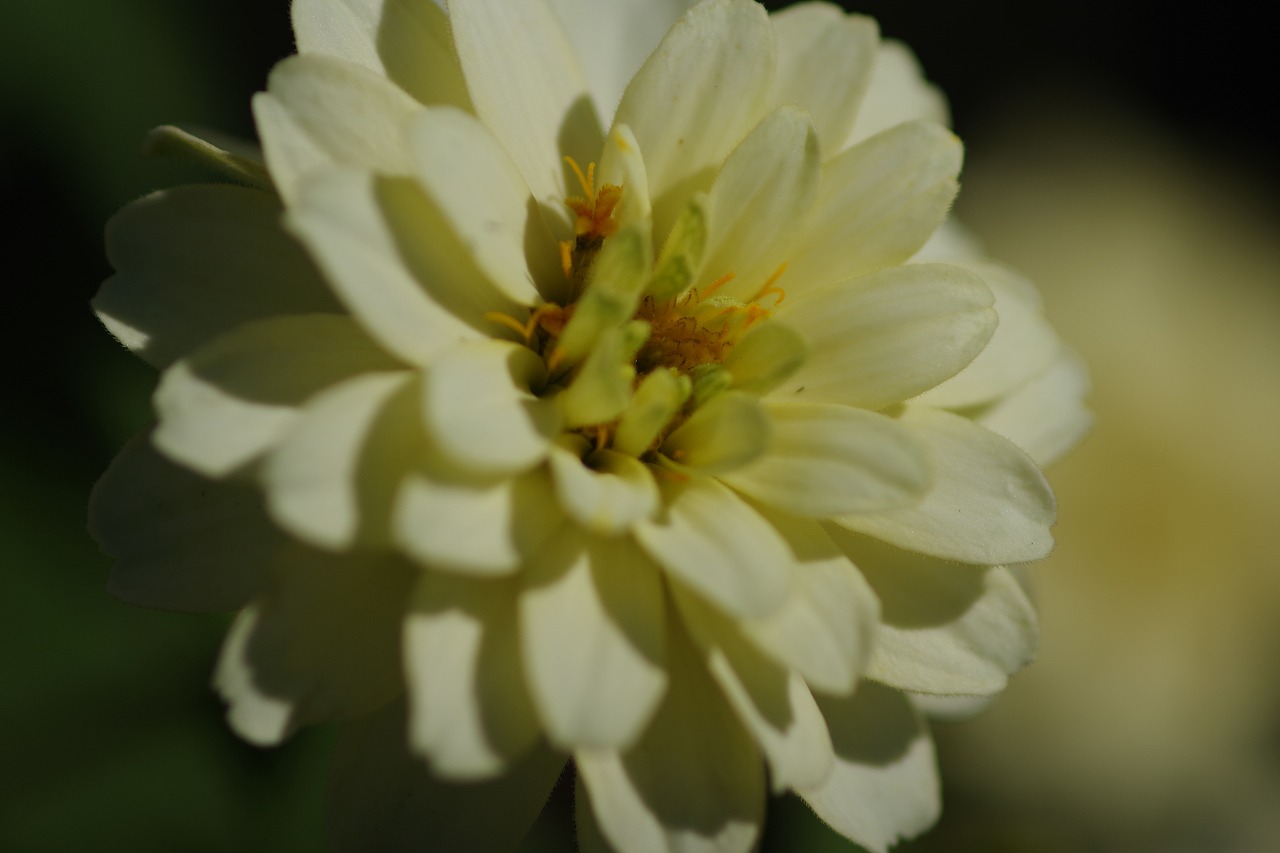 群馬県前橋市の群馬フラワーパークの花々