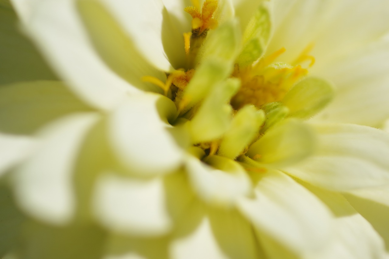 群馬県前橋市の群馬フラワーパークの花々
