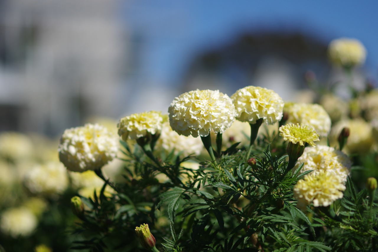 群馬県前橋市の群馬フラワーパークの花々