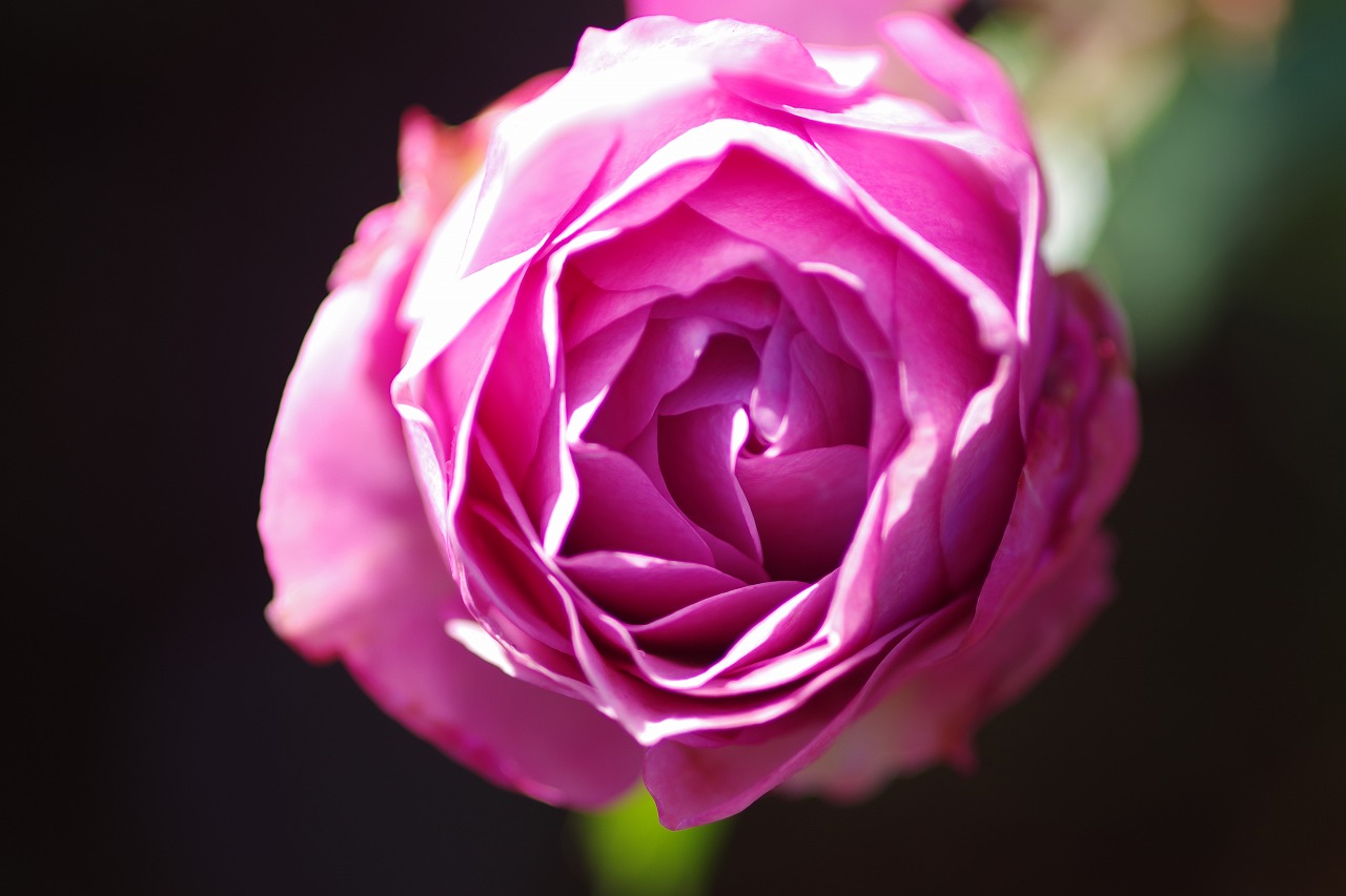 群馬県前橋市の群馬フラワーパークの花々