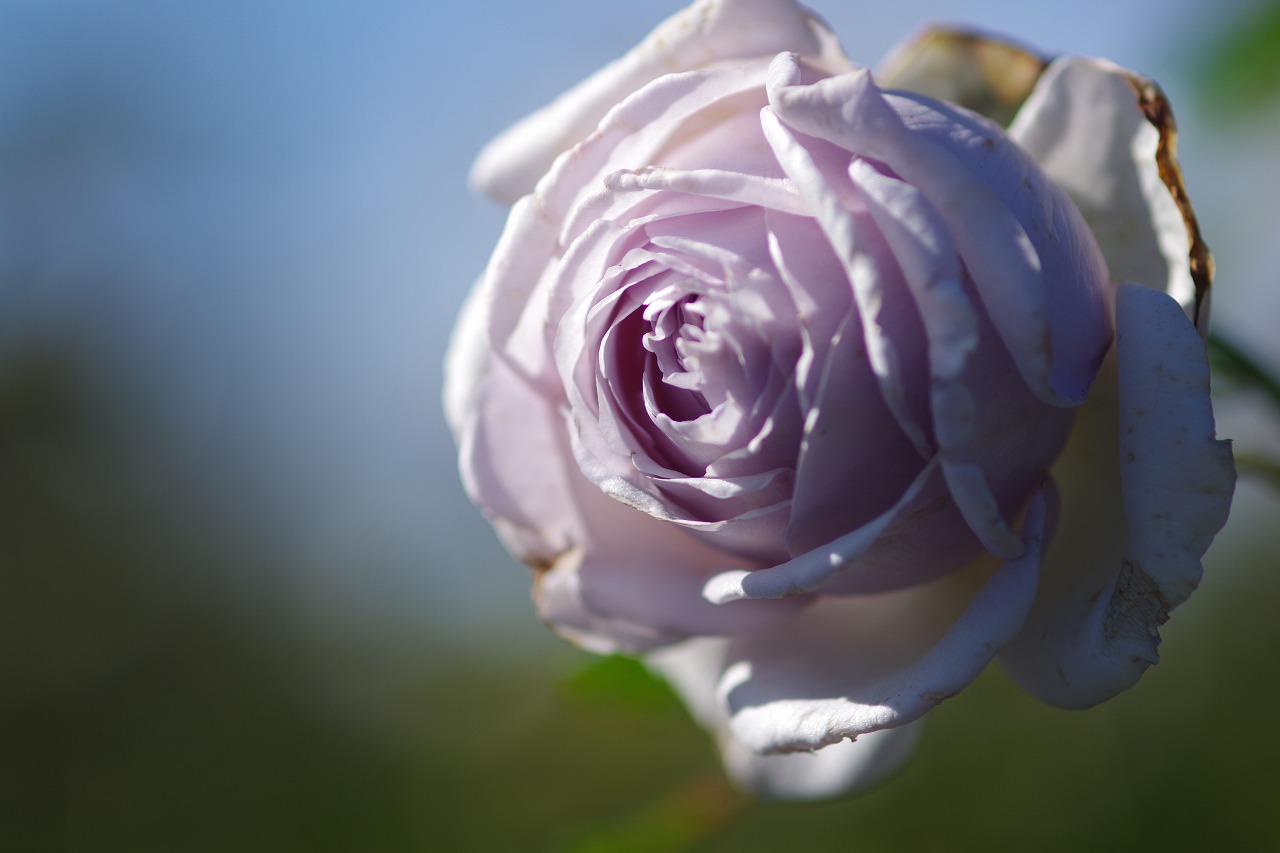 群馬県前橋市の群馬フラワーパークの花々