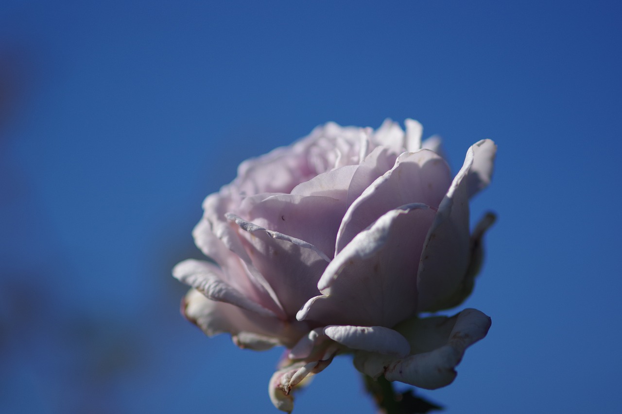 群馬県前橋市の群馬フラワーパークの花々