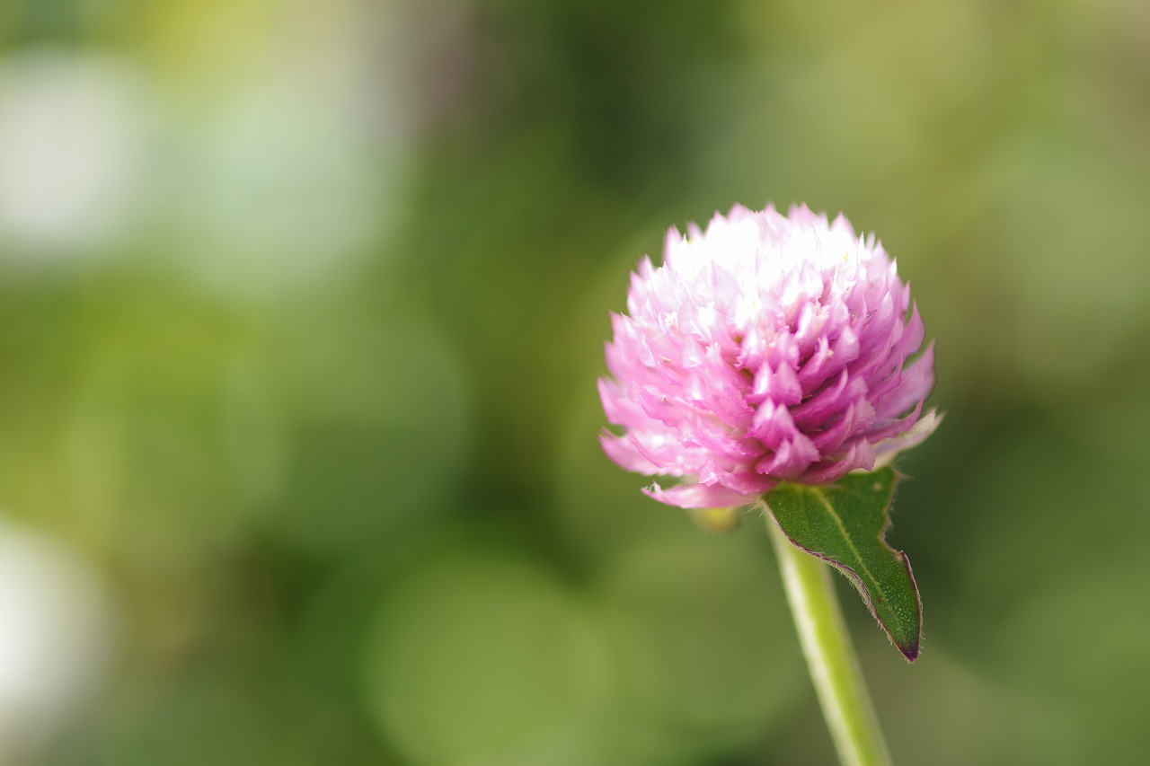 群馬県前橋市の群馬フラワーパークの花々