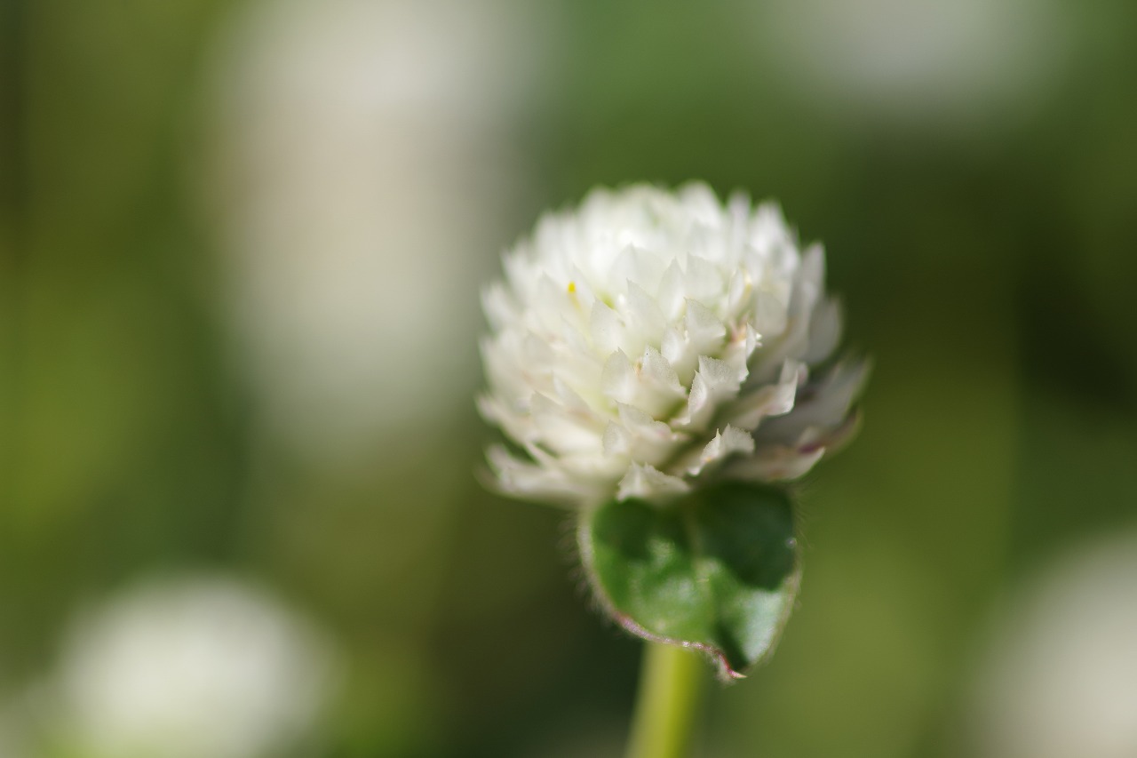 群馬県前橋市の群馬フラワーパークの花々