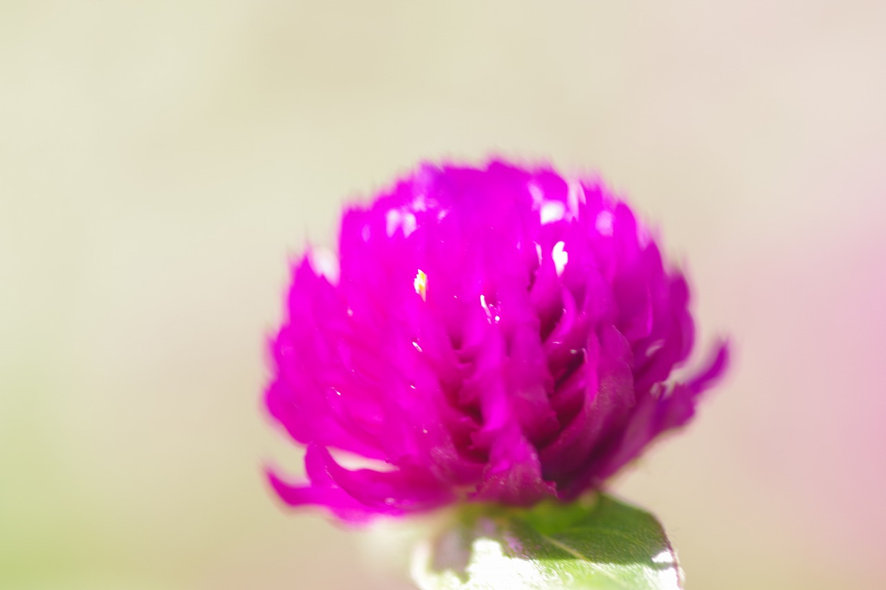 群馬県前橋市の群馬フラワーパークの花々