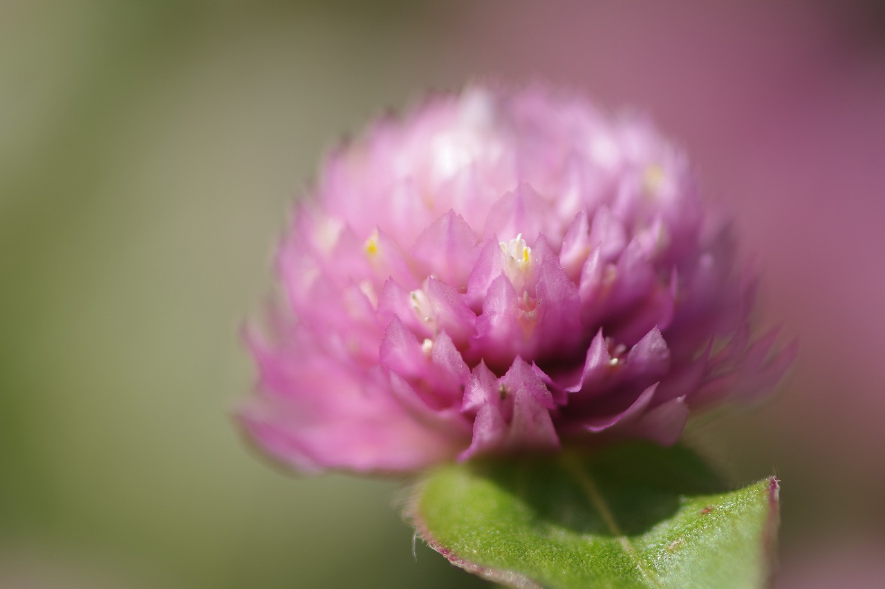 群馬県前橋市の群馬フラワーパークの花々