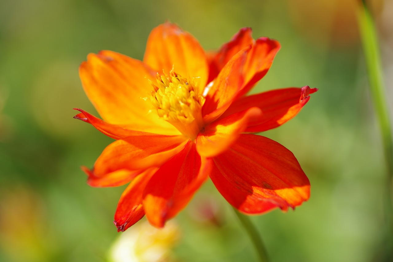 群馬県前橋市の群馬フラワーパークの花々