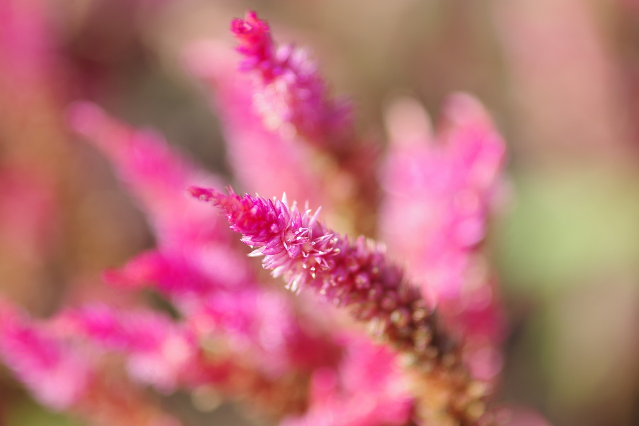 群馬県前橋市の群馬フラワーパークの花々