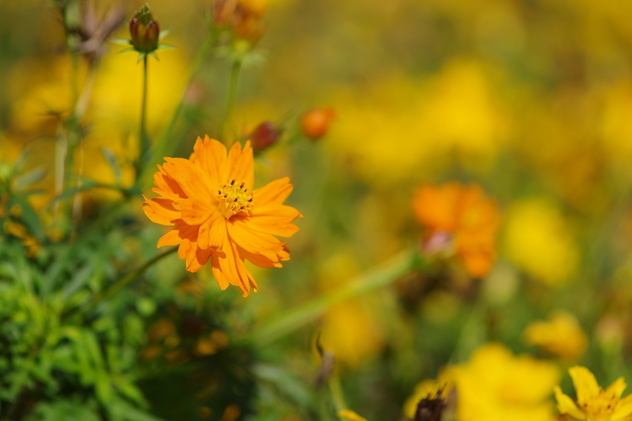群馬県前橋市の群馬フラワーパークの花々