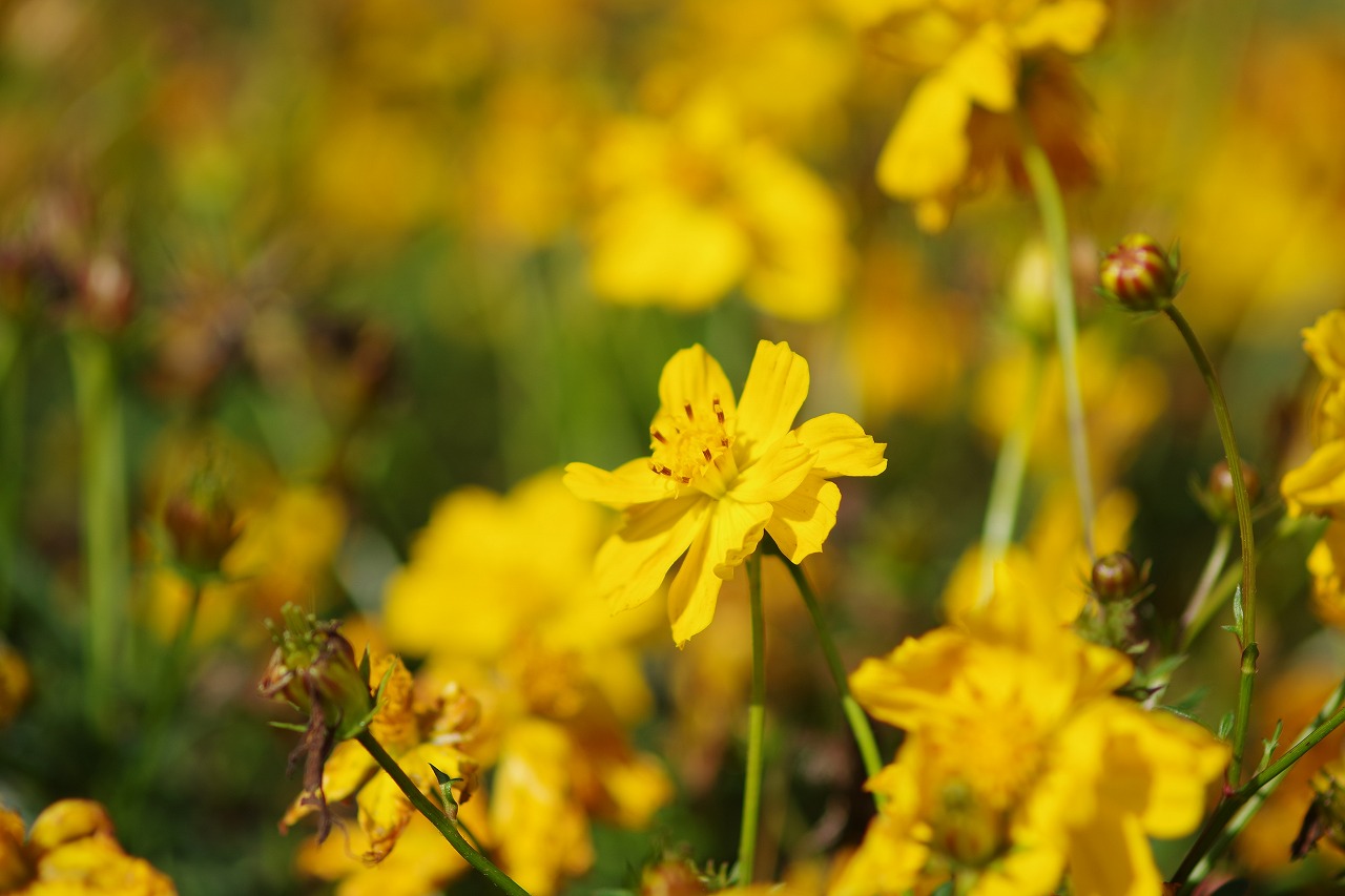 群馬県前橋市の群馬フラワーパークの花々