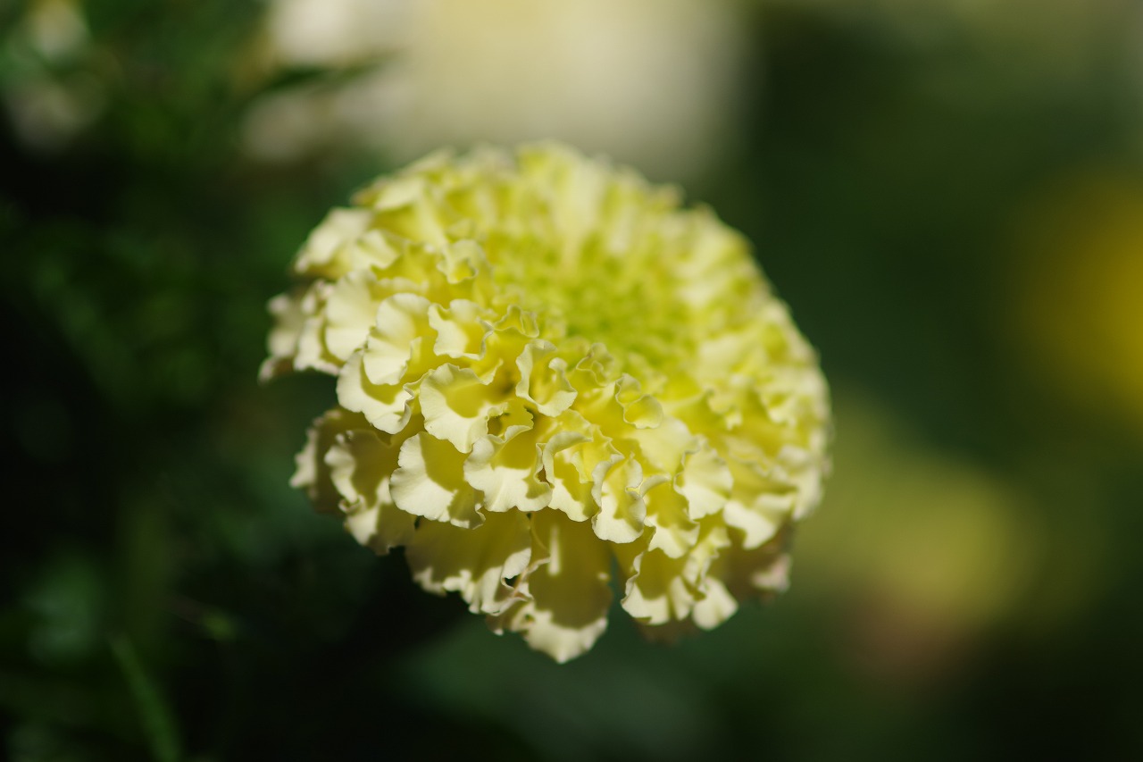群馬県前橋市の群馬フラワーパークの花々