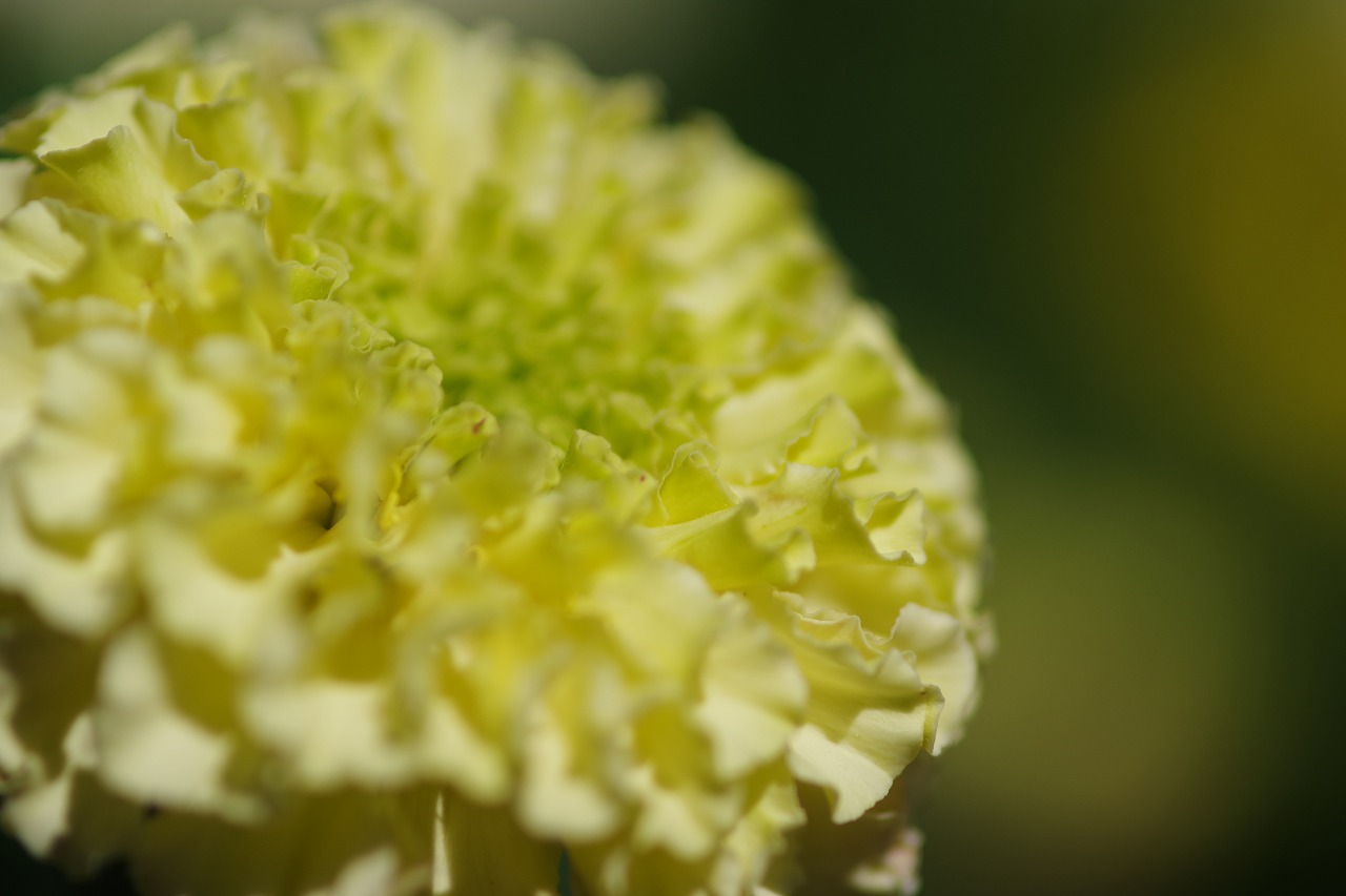 群馬県前橋市の群馬フラワーパークの花々