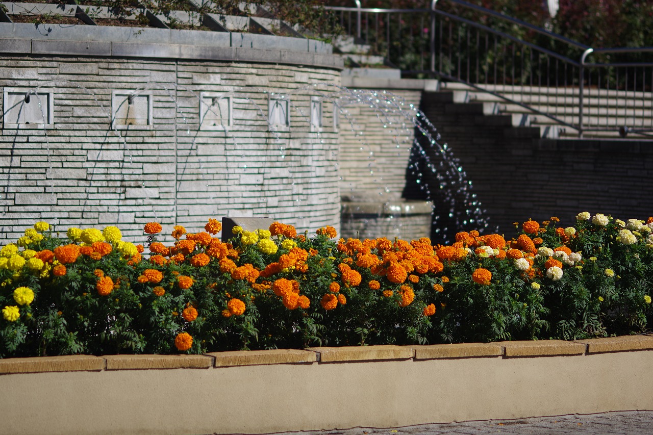 群馬県前橋市の群馬フラワーパークの花々