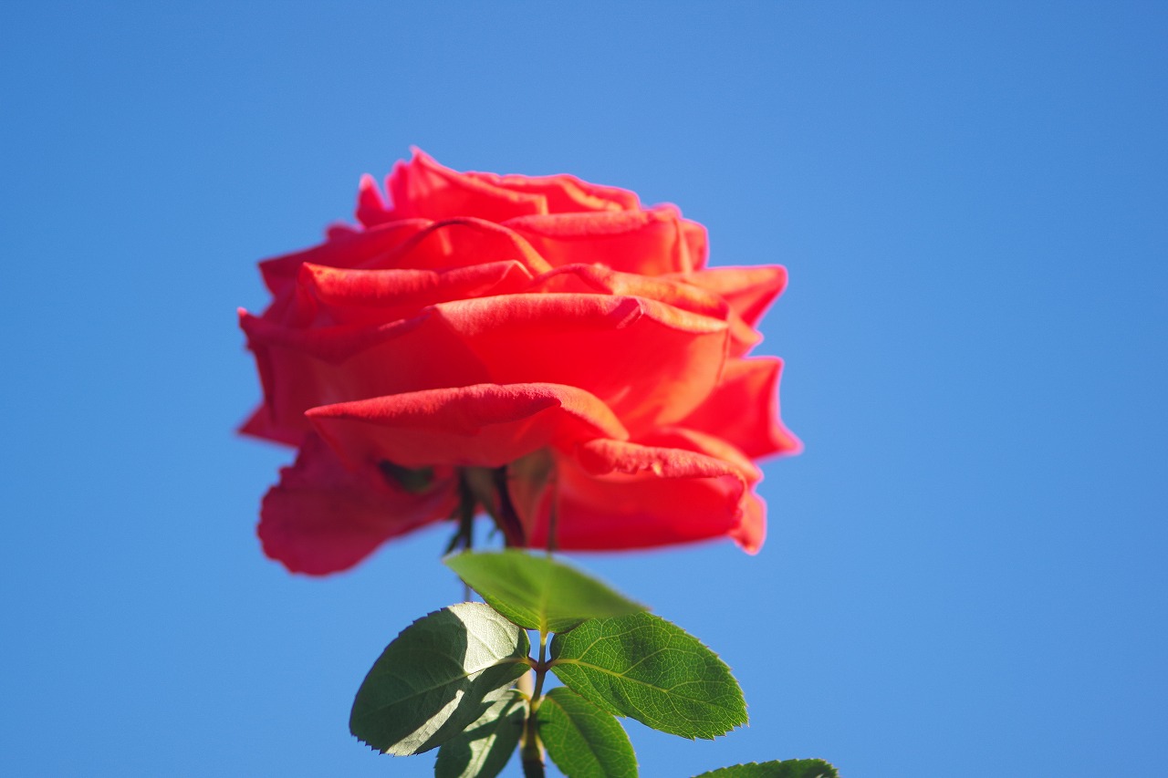 群馬県前橋市の敷島公園のバラ園