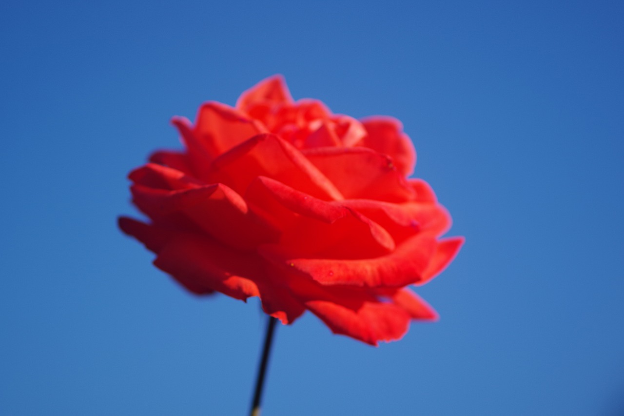 群馬県前橋市の敷島公園のバラ園