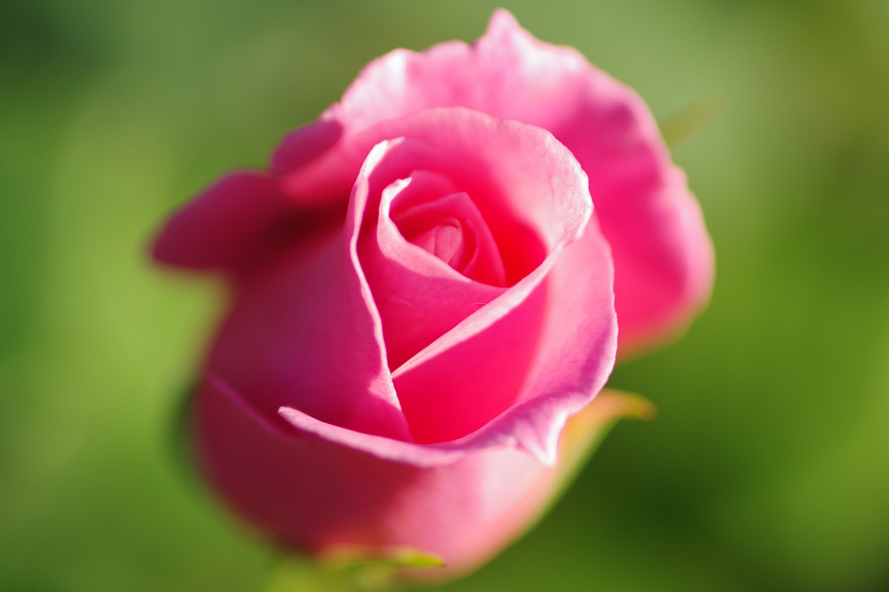 群馬県前橋市の敷島公園のバラ園