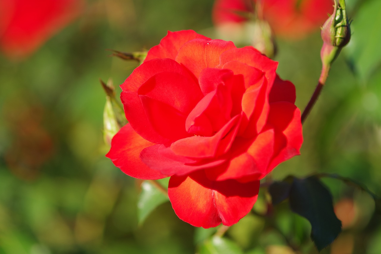 群馬県前橋市の敷島公園のバラ園