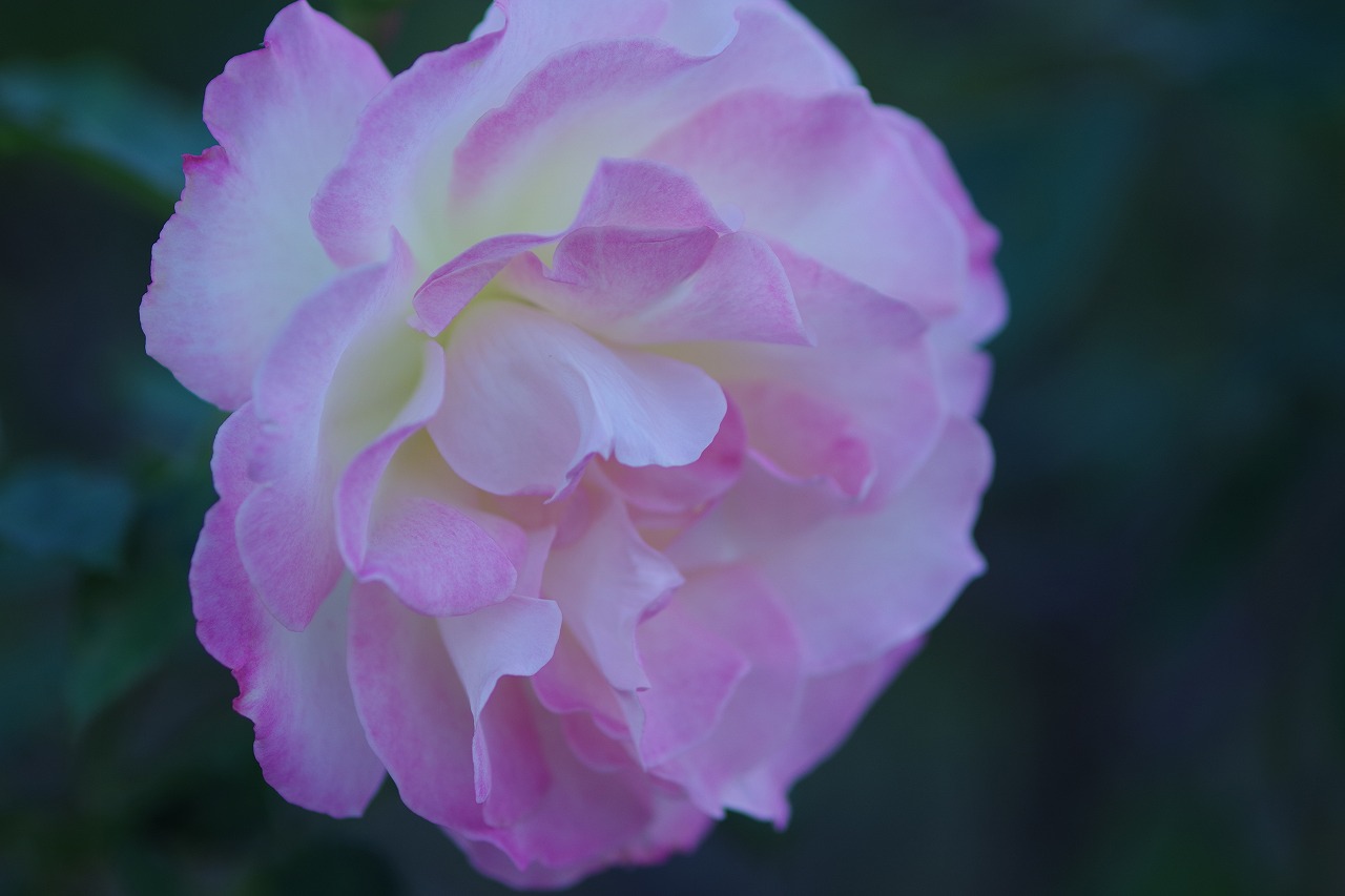 群馬県前橋市の敷島公園のバラ園